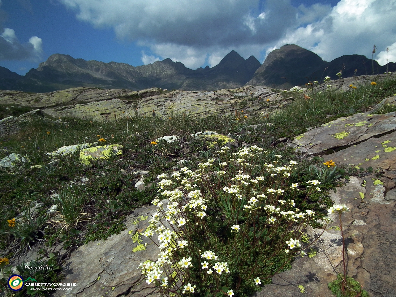 78 Saxifraga caesia con Diavoli e &...JPG